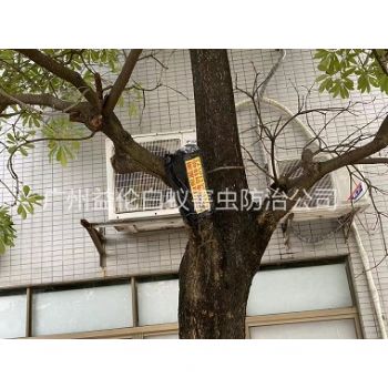 冼村园林白蚁防治