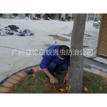 元岗装置白蚁诱杀箱