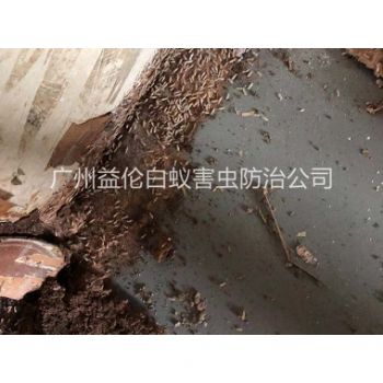 沙东仓库白蚁灭治