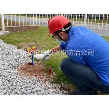 五山园区治红火蚁