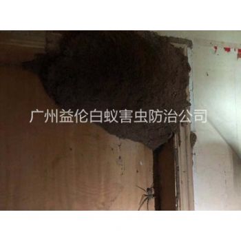 长兴上门灭治白蚁巢