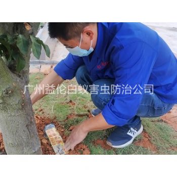 龙洞安装白蚁诱杀箱