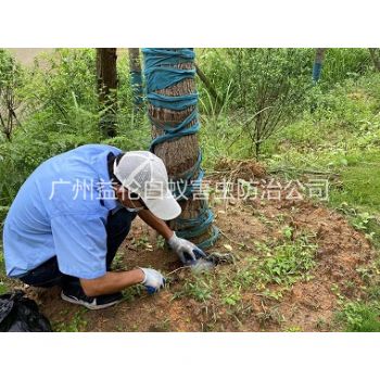 元岗绿化树木治白蚁