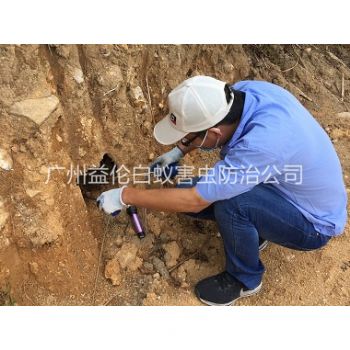 石牌水库堤坝灭白蚁
