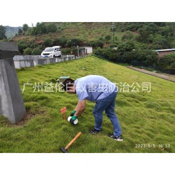石牌水利工程红火蚁防治